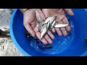 Seabass Fish Seed