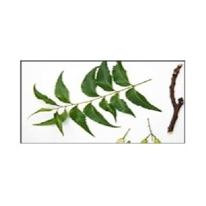 Neem Leaves Azadirachta Indica