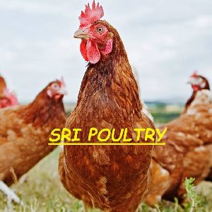Giriraja Poultry Chicks
