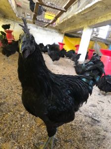 kadaknath chicks