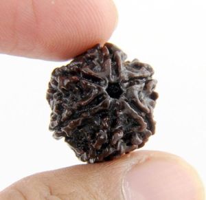 Rudraksha Beads