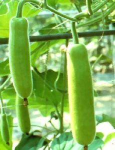 Bottle Gourd