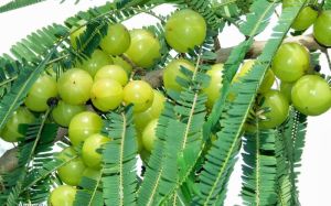 Fresh Amla