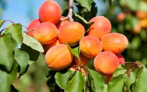 Fresh Apricots