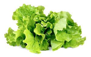 Fresh Lettuce