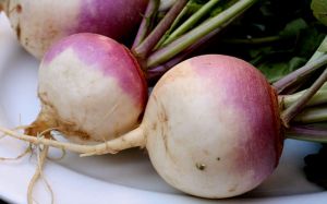 Fresh Turnip