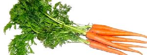 Fresh Carrot