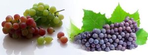 Fresh Grapes