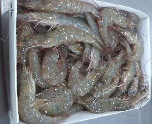 Frozen HOSO Vannamei Shrimps