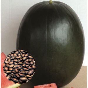 Black Watermelon Seeds