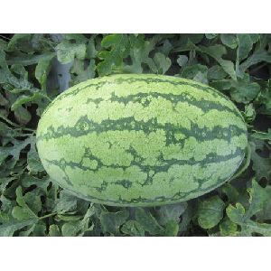 Watermelon Seeds
