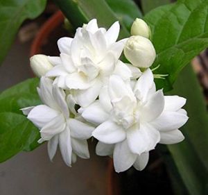 Jasmine Flowers