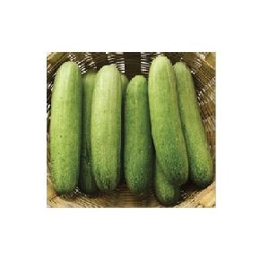 Cucumber Seeds