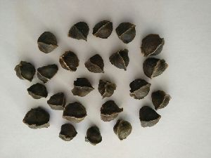 Organic Moringa Wingless Seed