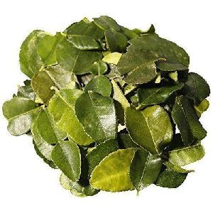 Freeze Dried Curry Leaves Powder
