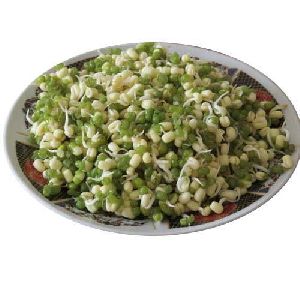 Freeze Dried Sprouts