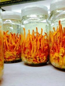 Cordyceps Militaris