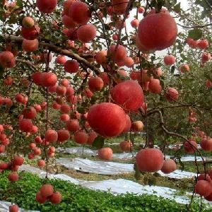 Red Indian Apples