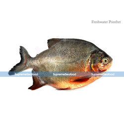 Fresh Water Pomfret Fish