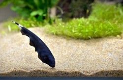 Feather Black Ghost Fish