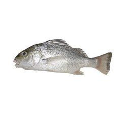 Fresh Silver Grunt Fish