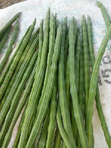 moringa drumstick