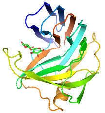 Xylanase Enzyme