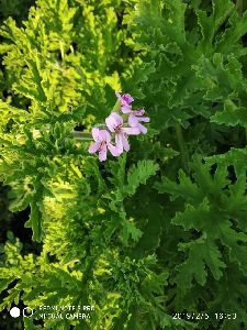 Geranium Oil