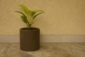 Concrete Designer Planters