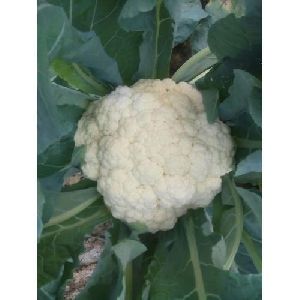 745-Aghani Cauliflower Seeds