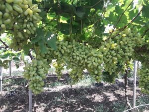 Fresh Green Grapes