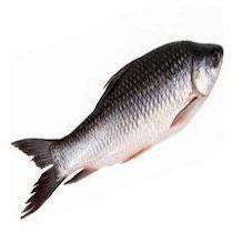 Rohu Fish