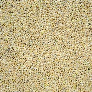 Bajra Seed