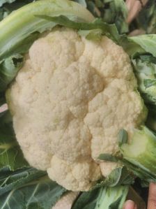 Fresh Cauliflower