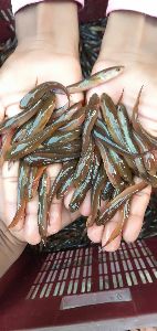 Murrel fish seed