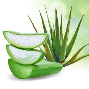 Natural Aloe Vera Leaves