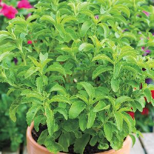 Natural Stevia Leaves