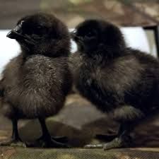 kadaknath chicks