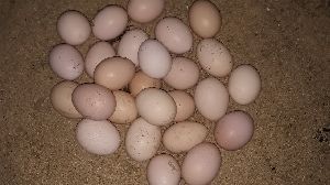 Kadaknath Eggs