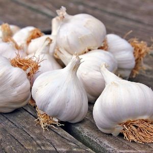 Fresh Garlic