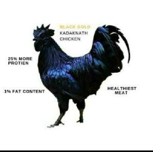 kadaknath Live Chicken