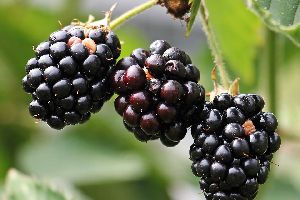 Fresh Blackberries