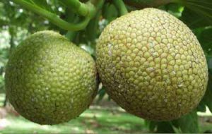 Fresh Breadfruit