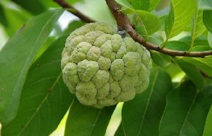 Fresh Custard Apple