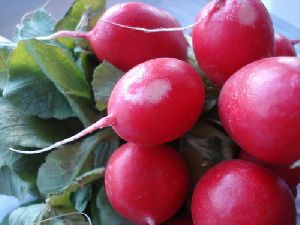 Fresh Red Radish