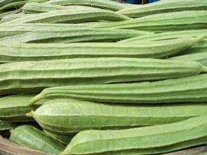 Fresh Ridge Gourd