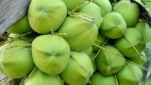 Green Tender Coconut