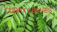 Fresh Curry Leaves