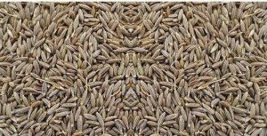 Natural Cumin Seeds