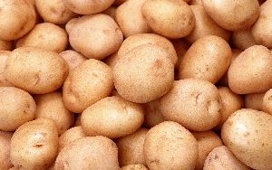 Potato